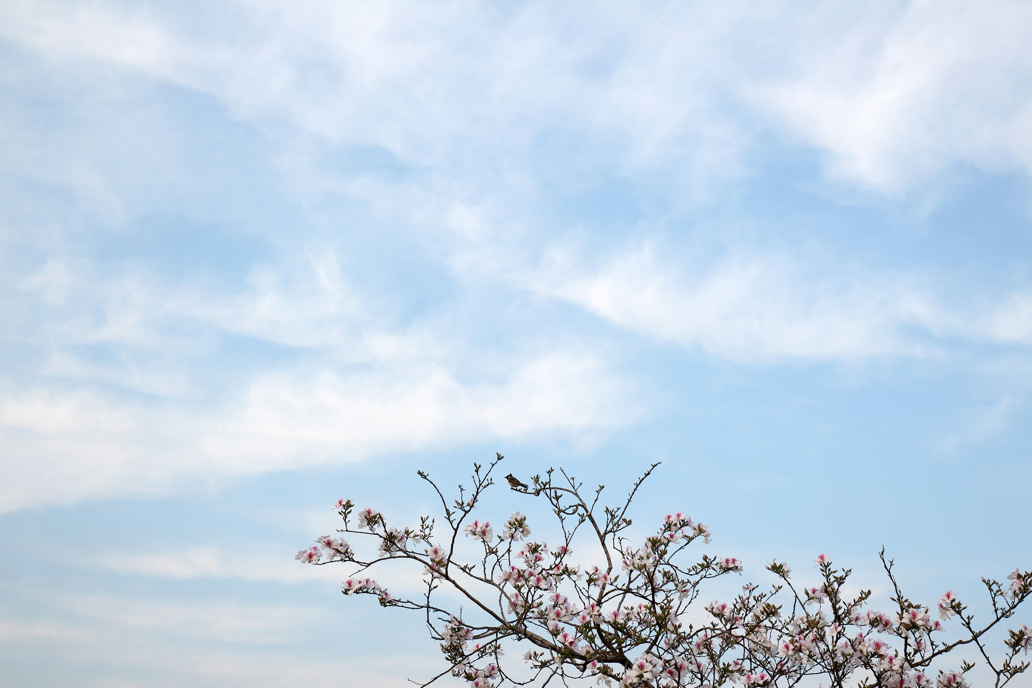 leafless tree under white clouds and blue sky during daytime